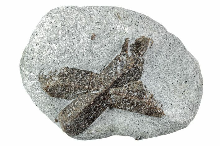 Twinned Staurolite Cross In Glittering Mica-Schist - Russia #242345